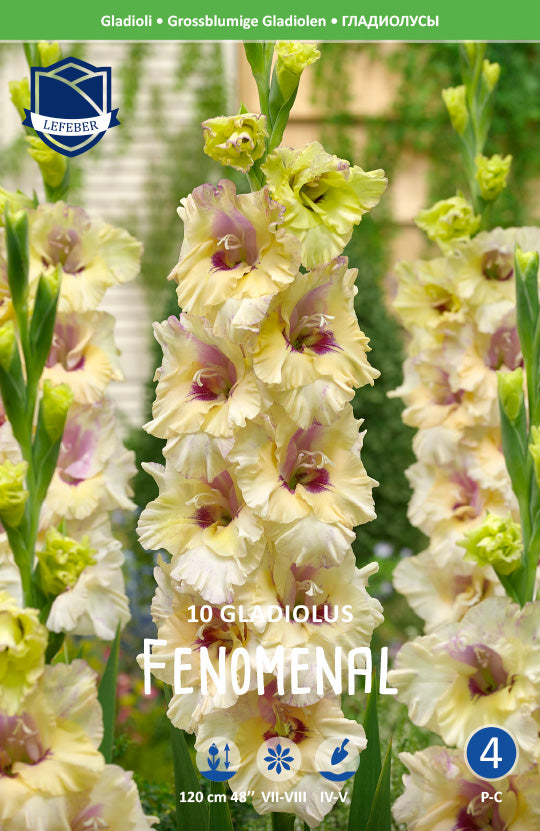 Gladiolus Fenomenal