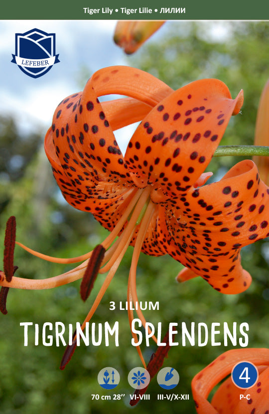 Lilie Tigrinum Splendens