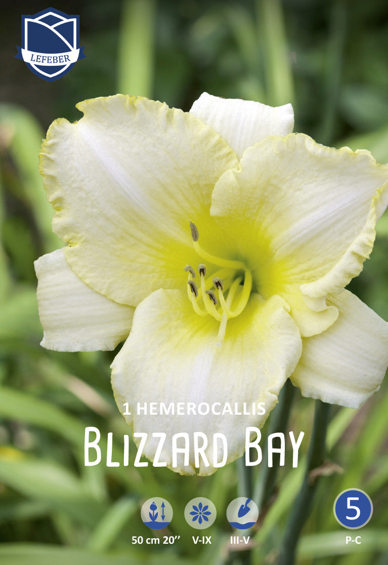 Hemerocallis Blizzard Bay