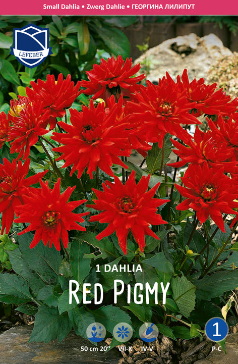 Dahlia Red Pigmy Jack the Grower