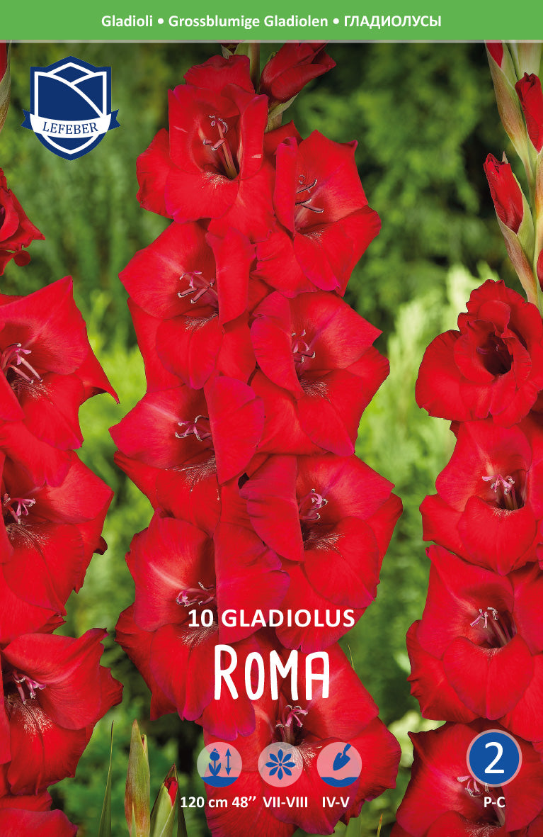 Gladiolus Roma Jack the Grower