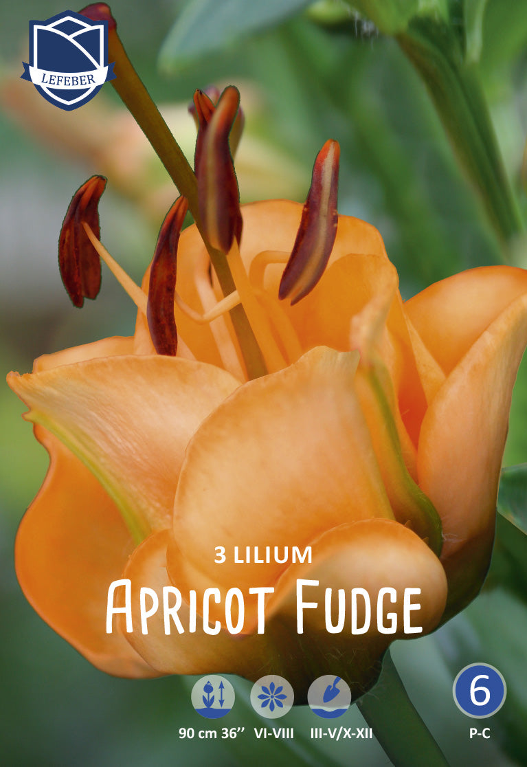 Lilium Apricot Fudge