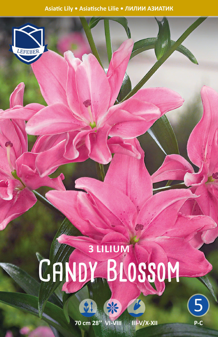 Lilium Candy Blossom