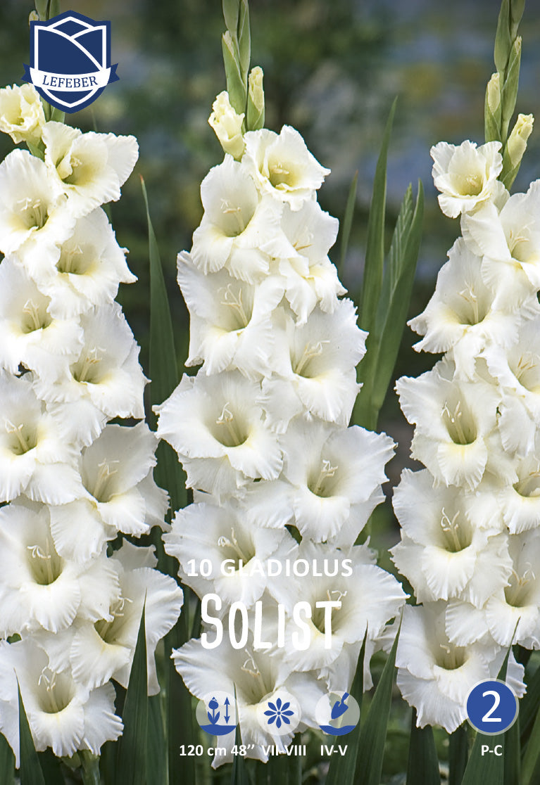 Gladiolus Solist