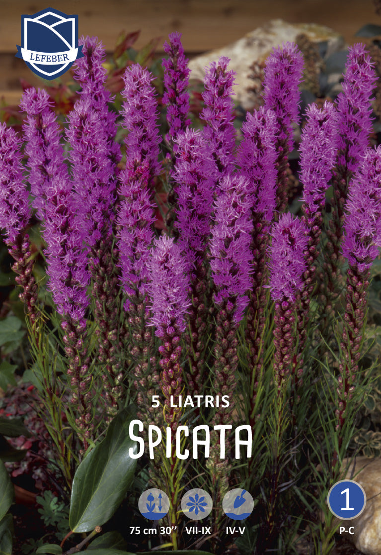 Liatris Spicata