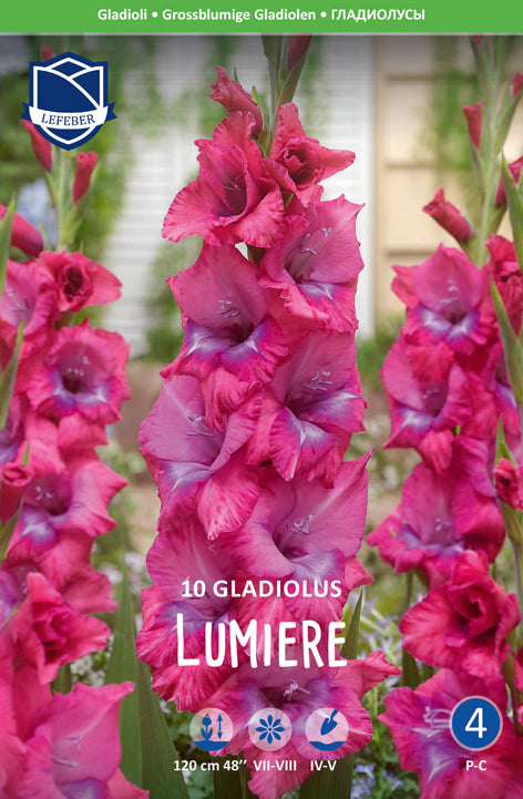 Gladiolus Lumiere