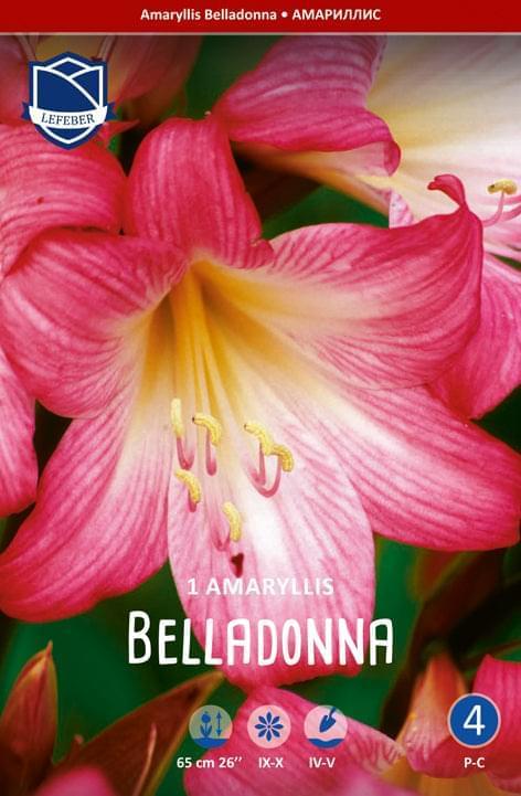 Amaryllis Belladonna