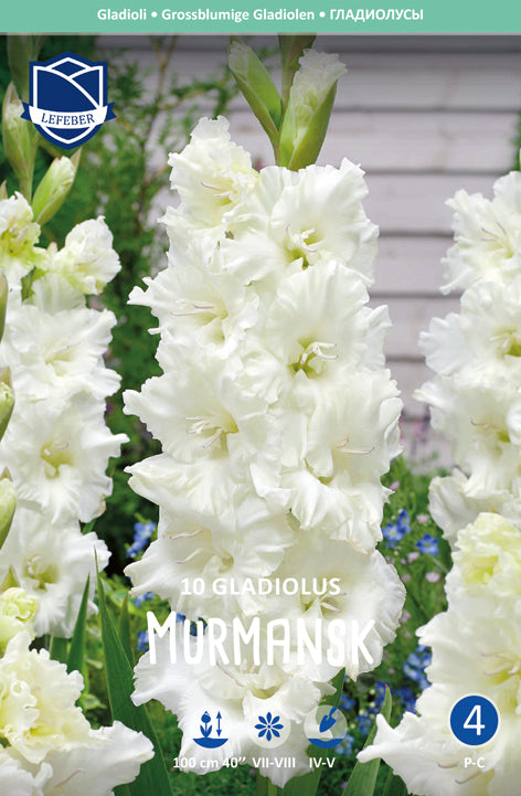 Gladiolus Murmansk Jack the Grower