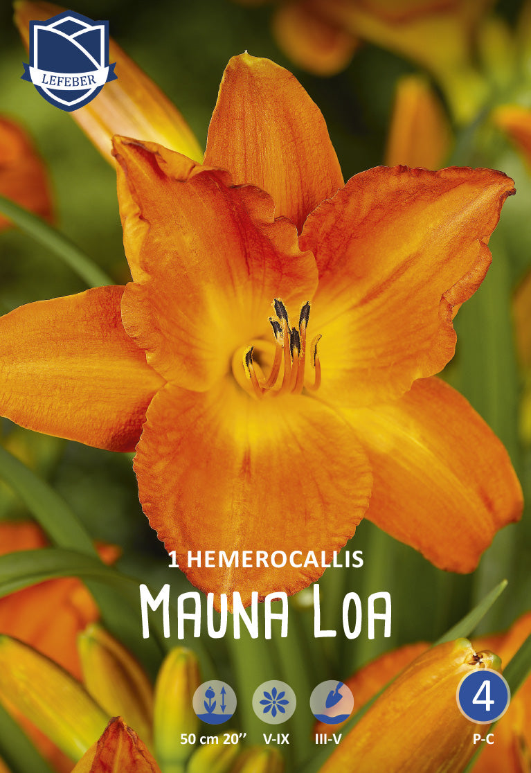 Hemerocallis Mauna Loa