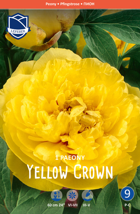 Paeony Yellow Crown