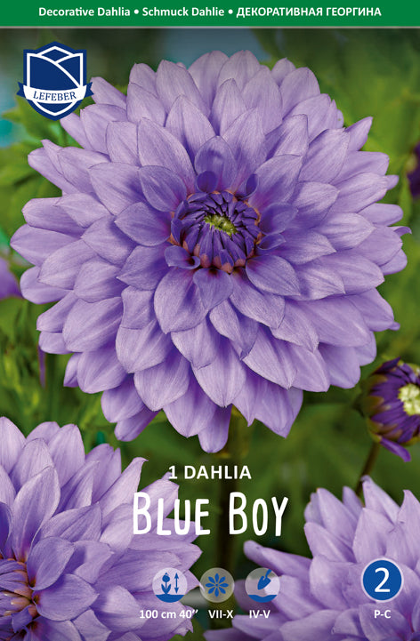Dahlia Blue Boy