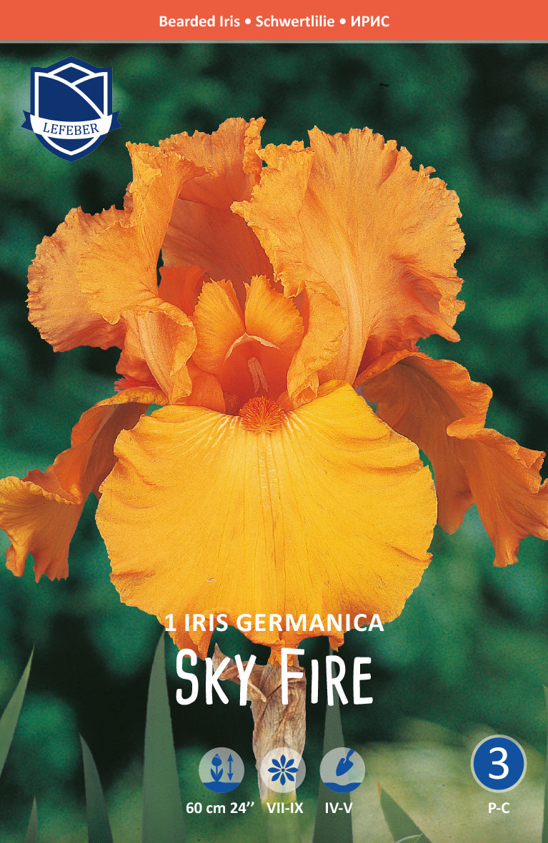Iris Germanica Sky Fire