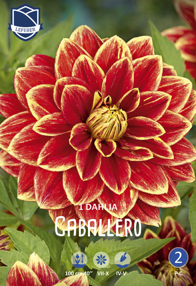 Dahlie Caballero Jack the Grower