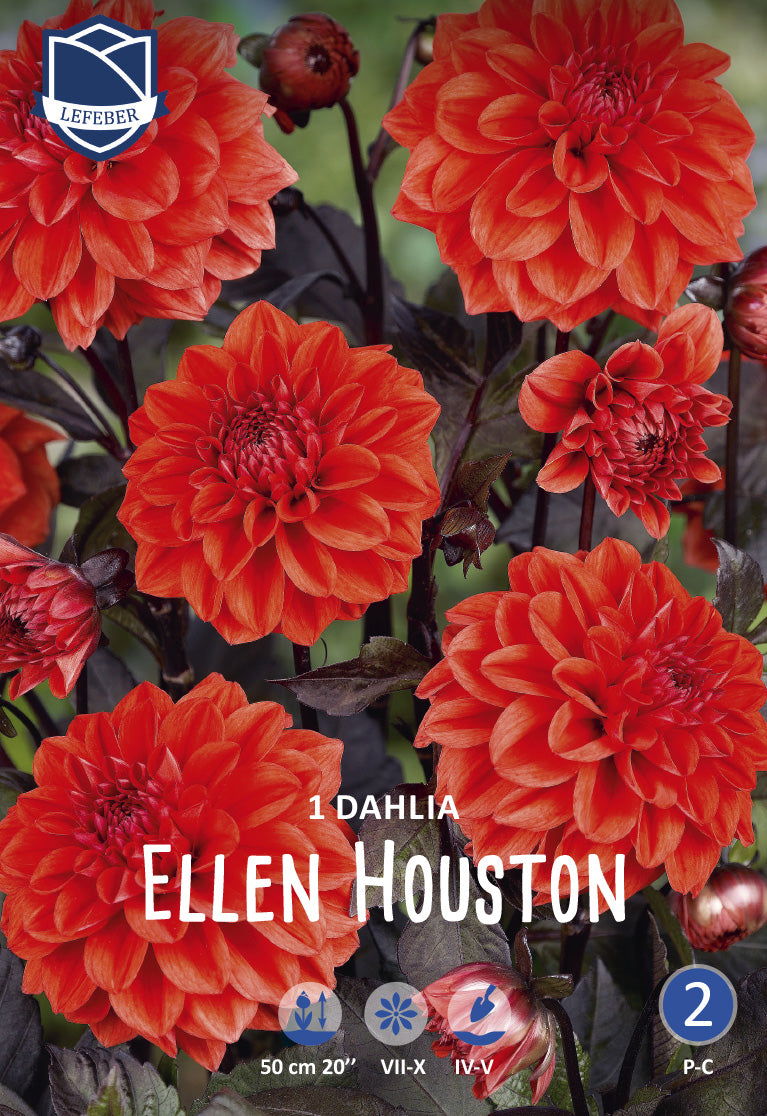 Dahlie Ellen Houston