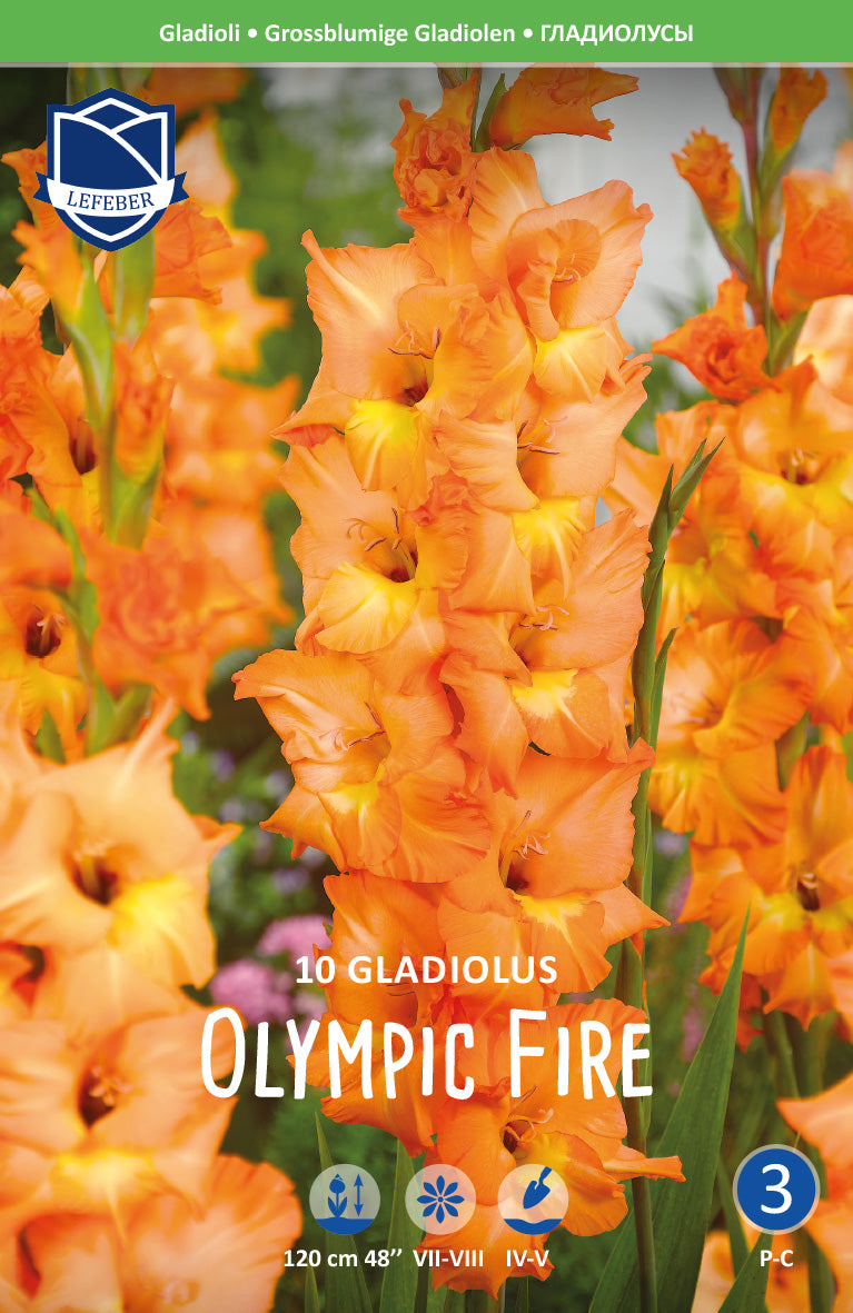 Gladiolus Olympic Fire