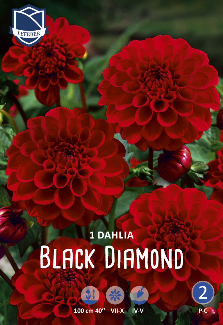 Dahlia Black Diamond