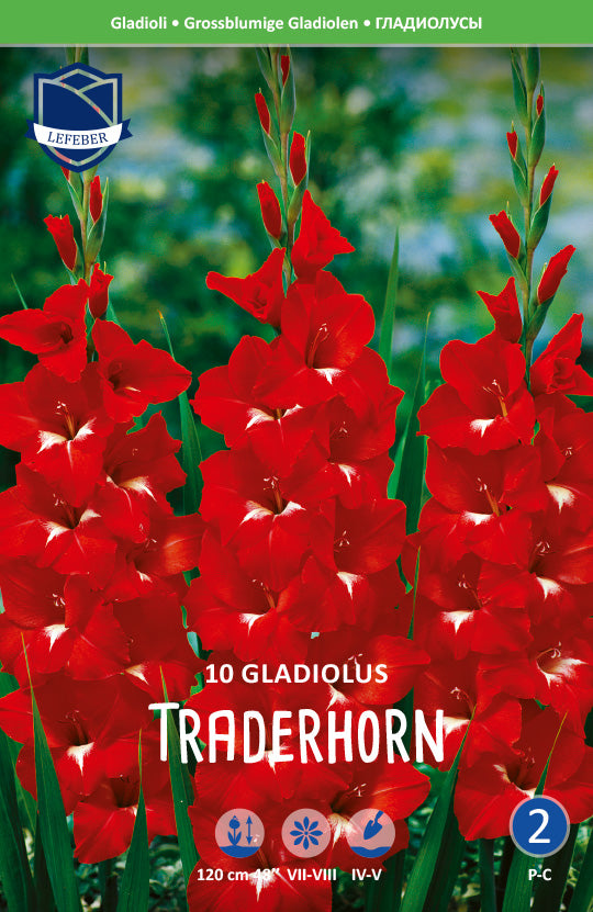 Gladiolus Traderhorn Jack the Grower