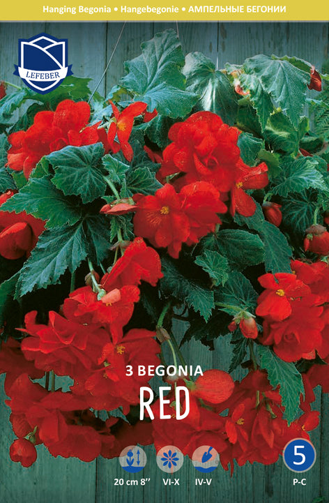 Begonia Pendula Red Jack the Grower