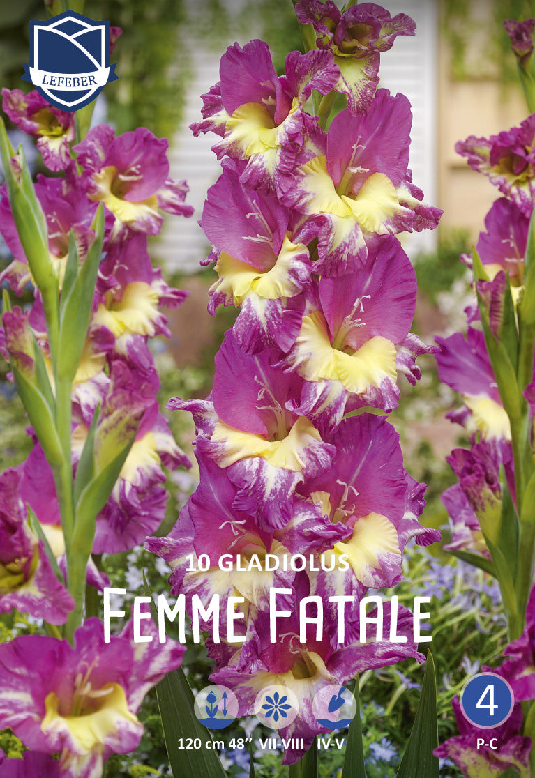 Gladiolus Femme Fatale