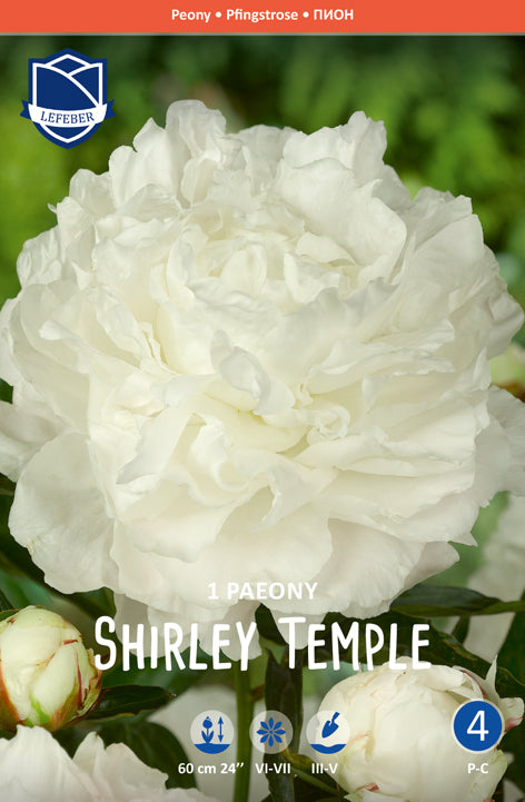 Paeonie Shirley Temple