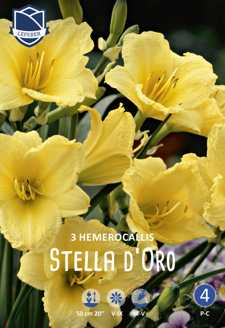 Hemerocallis Stella d'Oro