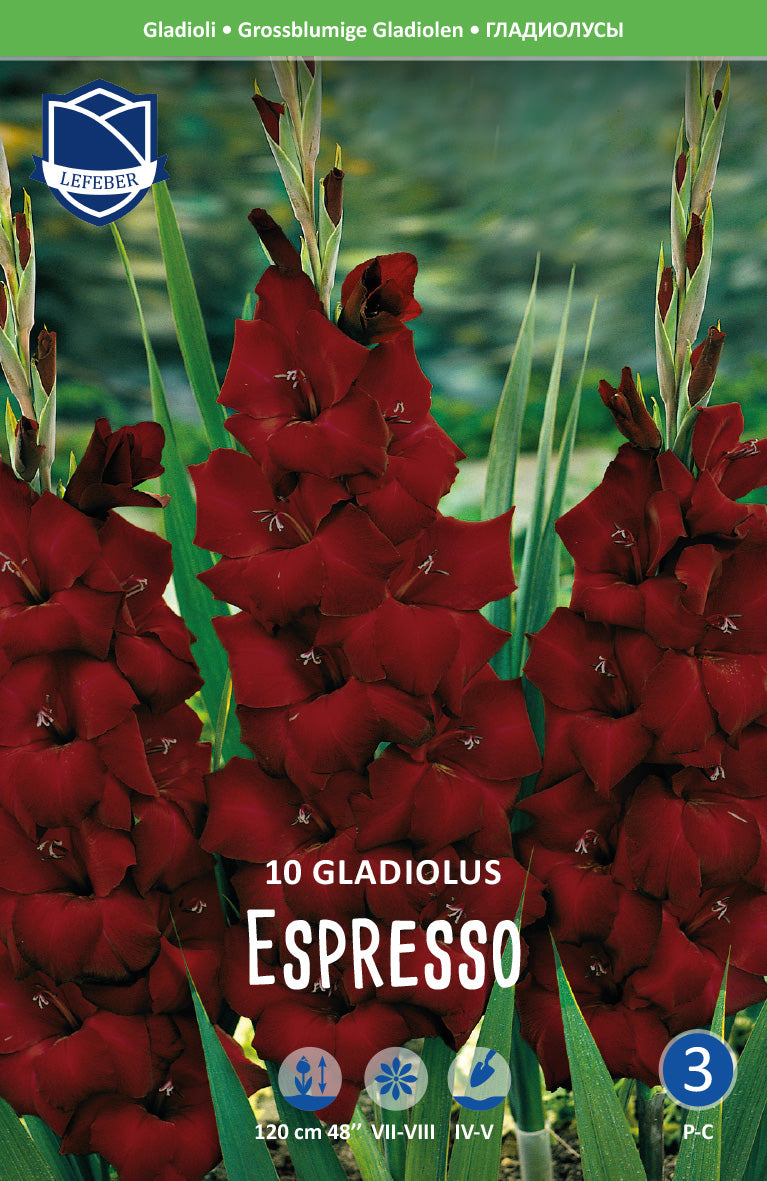 Gladiolus Espresso® Jack the Grower
