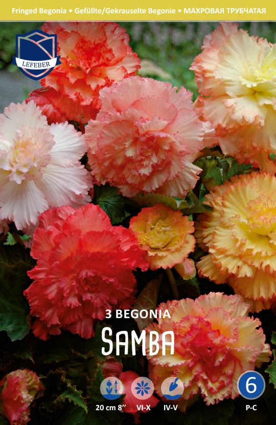 Begonia Fringed Samba Jack the Grower