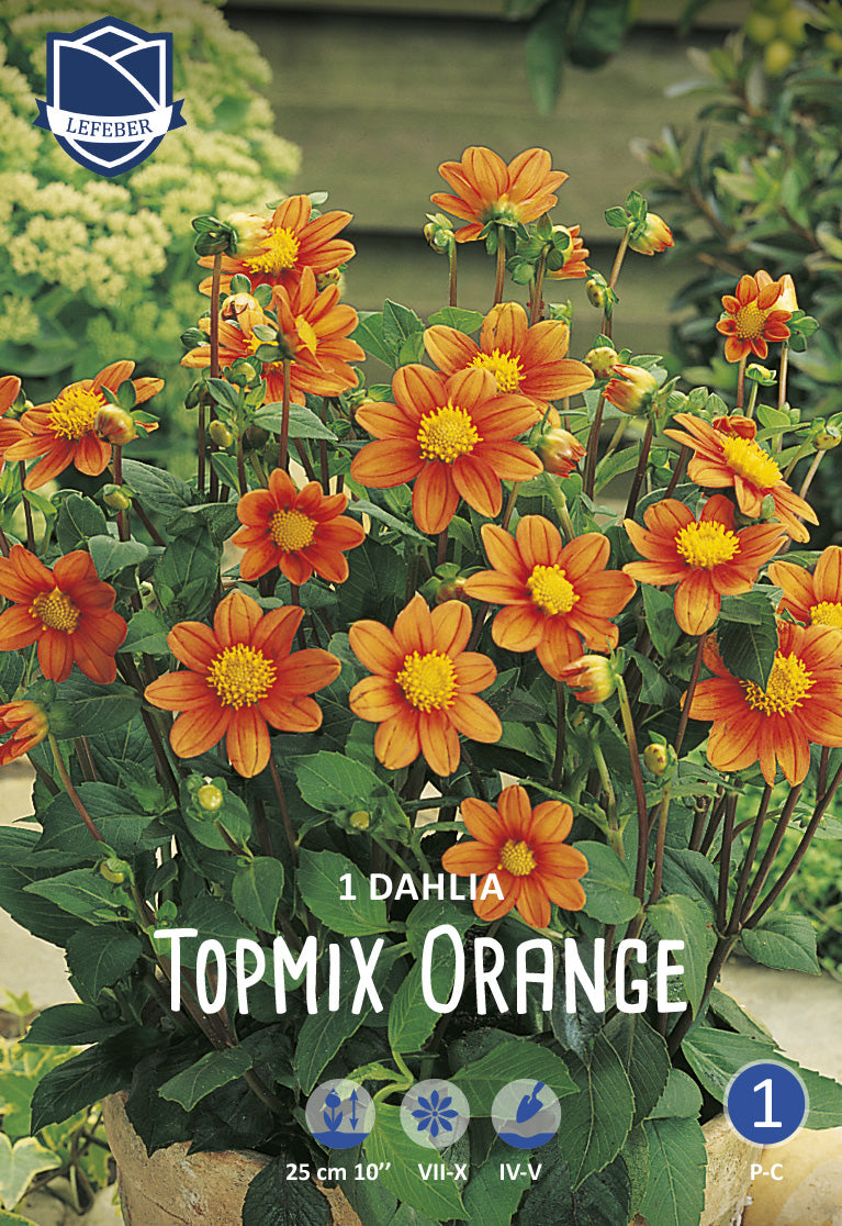 Dahlia Topmix Orange