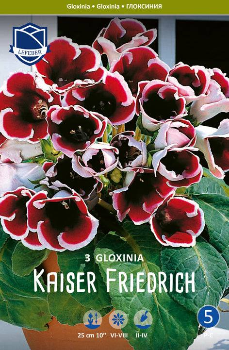Gloxinia Kaiser Friedrich Jack the Grower