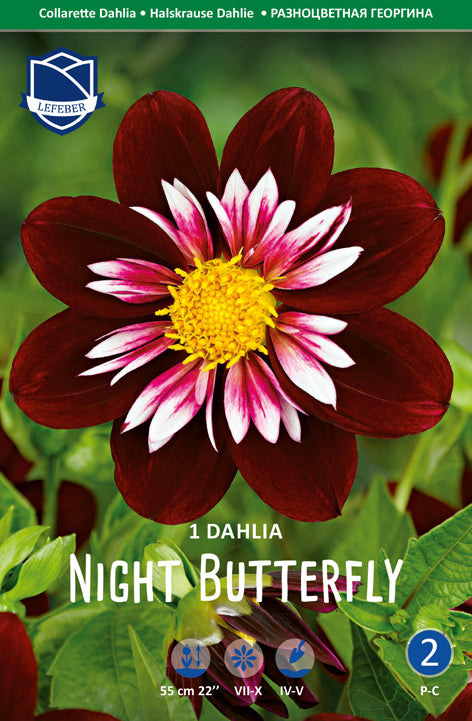 Dahlia Night Butterfly Jack the Grower
