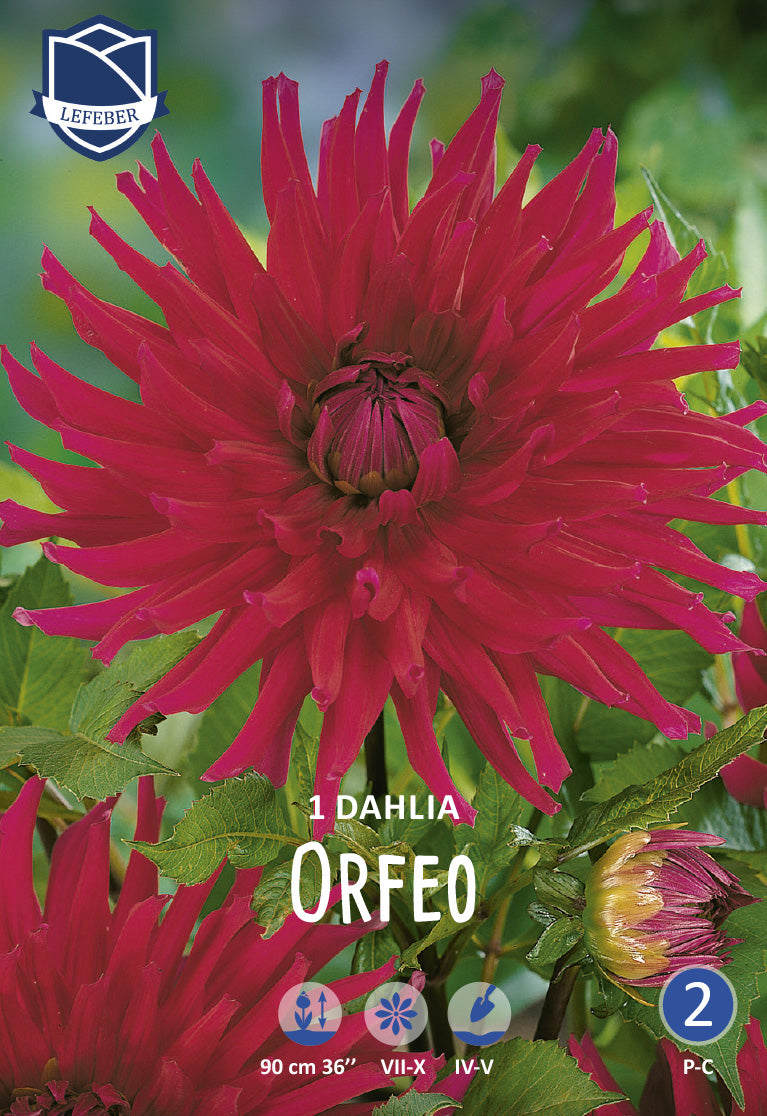 Dahlia Orfeo