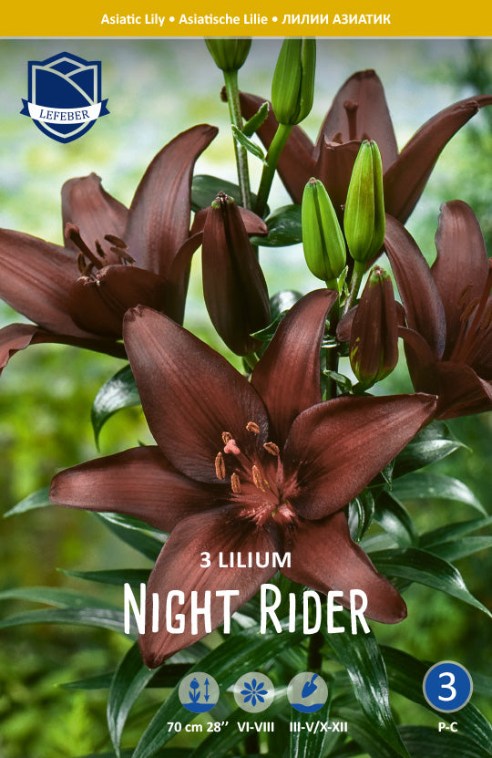 Lilium Night Rider Jack the Grower