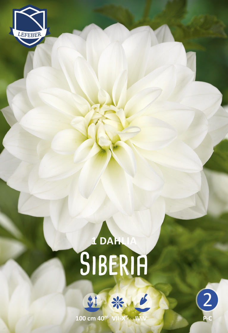 Dahlia Siberia