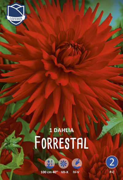 Dahlia Forrestal Jack the Grower