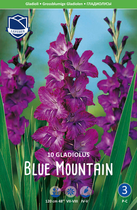 Gladiolus Blue Mountain