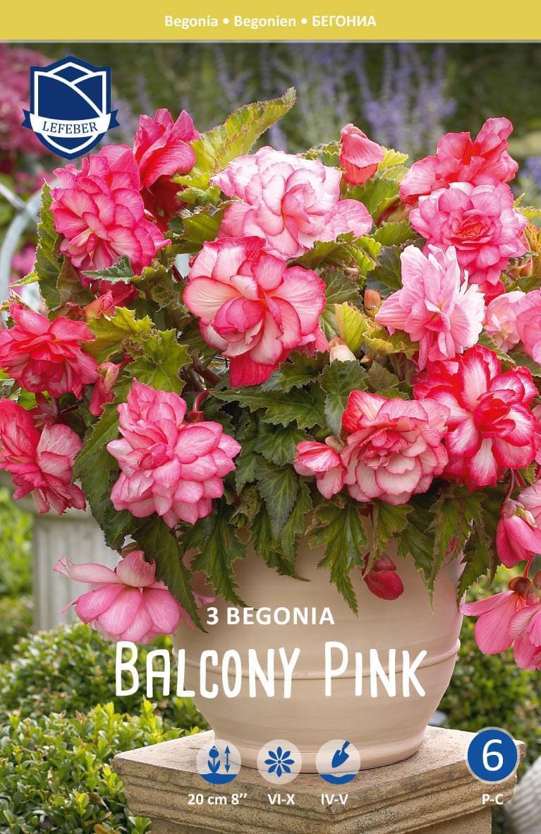 Begonia Balcony Pink