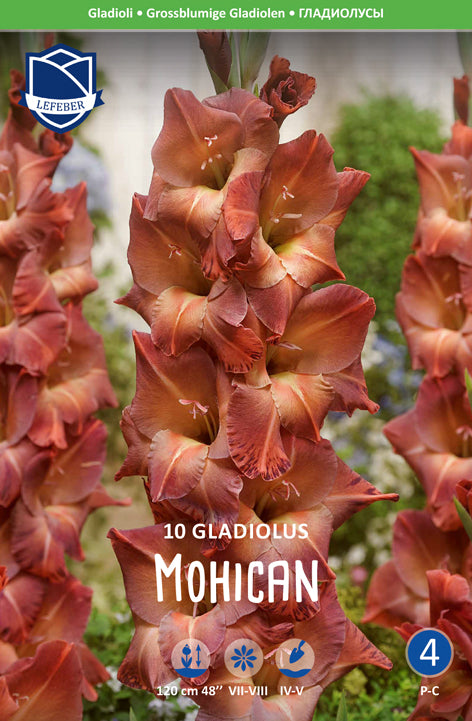Gladiolus Mohican