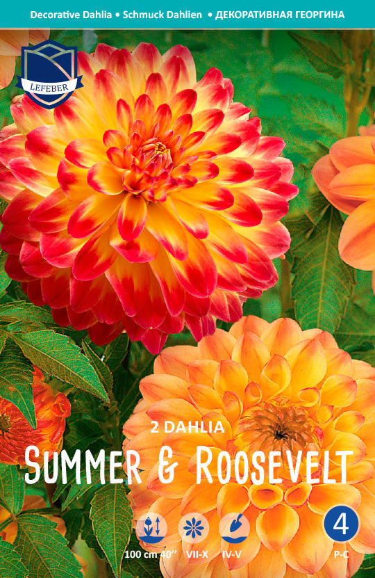 Dahlia Summer & Roosevelt Jack the Grower