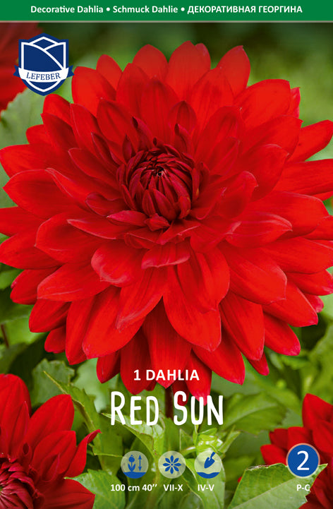 Dahlie Red Sun
