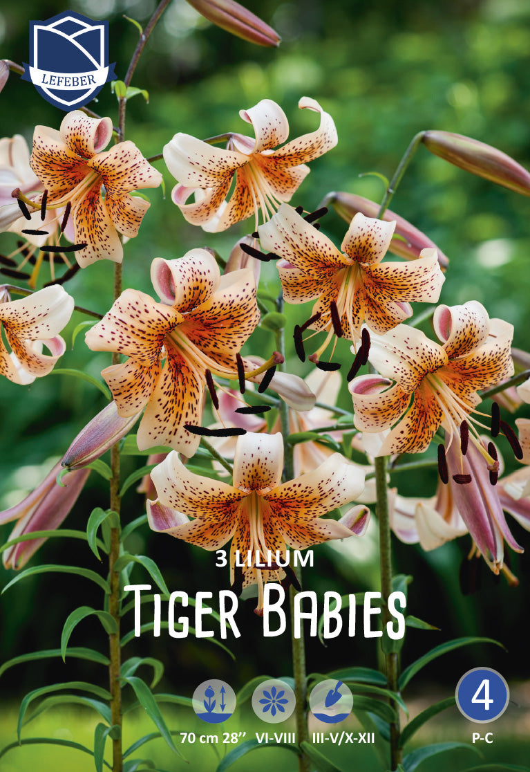Lilium Tiger Babies