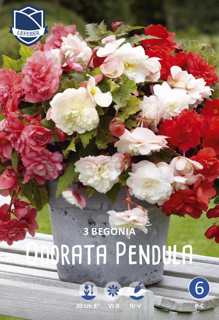 Begonia Odorata Pendula Jack the Grower