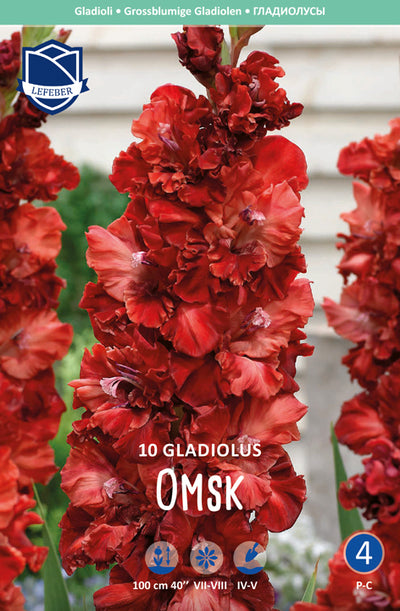 Gladiolus Omsk Jack the Grower