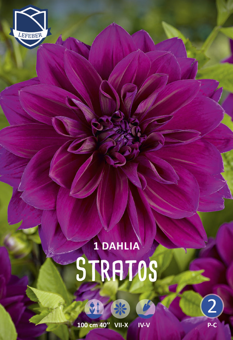 Dahlia Stratos Jack the Grower