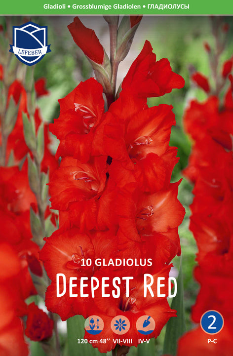 Gladiolus Deepest Red