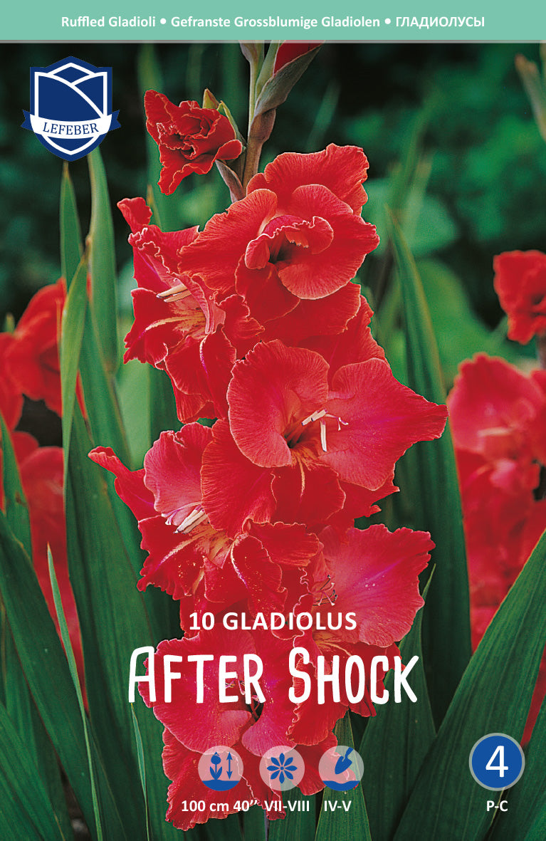 Gladiolus After Shock