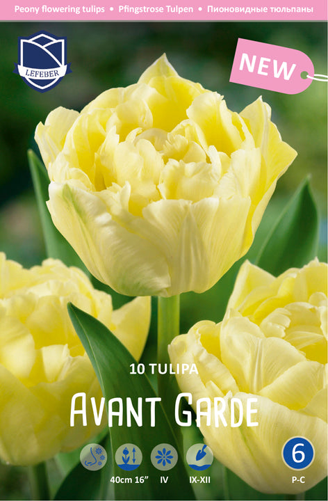 Tulipa Avant Garde