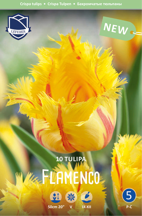 Tulipa Flamenco