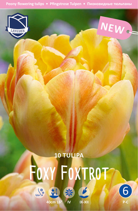 Tulipa Foxy Foxtrot