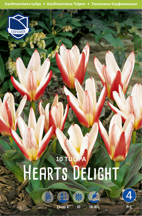 Tulipa Hearts Delight
