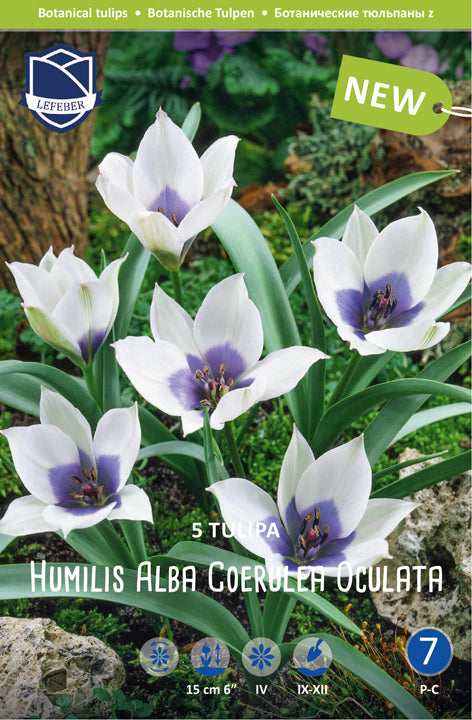 Tulipa Humilis Alba Coerulea Oculata